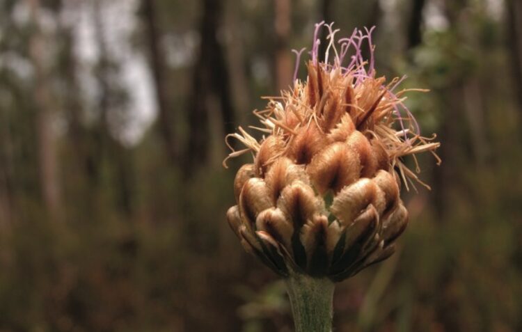 Eucaliptos ameaçam planta rara que sobrevive no Azabucho