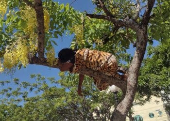 Três conversas e um Filme com onça-pintada