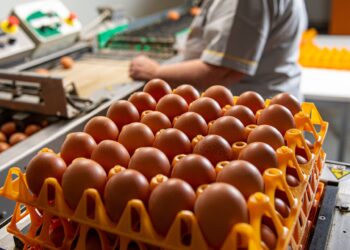 Produções alternativas ganham terreno e obrigam empresas de ovos a investir