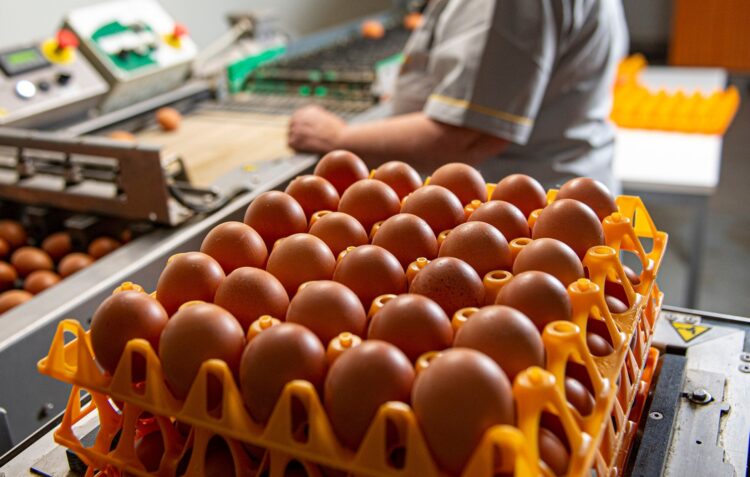 Produções alternativas ganham terreno e obrigam empresas de ovos a investir
