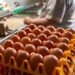 Produções alternativas ganham terreno e obrigam empresas de ovos a investir