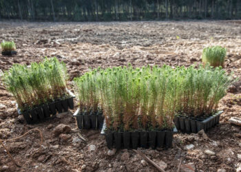 Pinhal de Leiria: Já foram plantadas quase 2,1 milhões de árvores, mas ainda faltam 6,2 milhões
