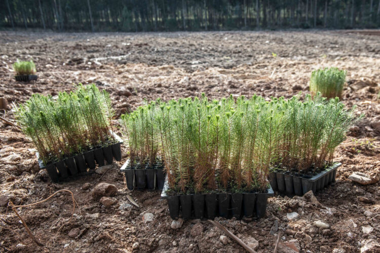 Pinhal de Leiria: Já foram plantadas quase 2,1 milhões de árvores, mas ainda faltam 6,2 milhões