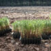 Pinhal de Leiria: Já foram plantadas quase 2,1 milhões de árvores, mas ainda faltam 6,2 milhões