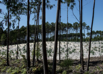 Diploma prevê mais eucalipto para a floresta da região