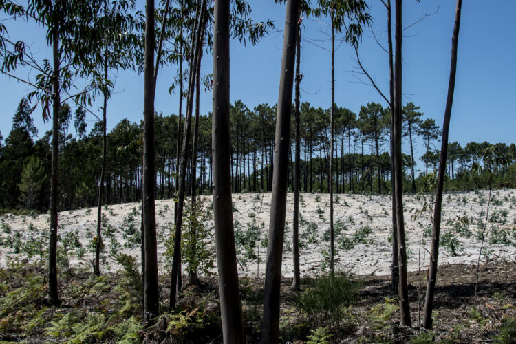 Diploma prevê mais eucalipto para a floresta da região