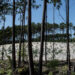 Diploma prevê mais eucalipto para a floresta da região