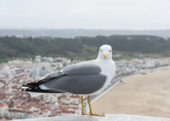 Bandos de gaivotas invadem Pederneira e causam estragos