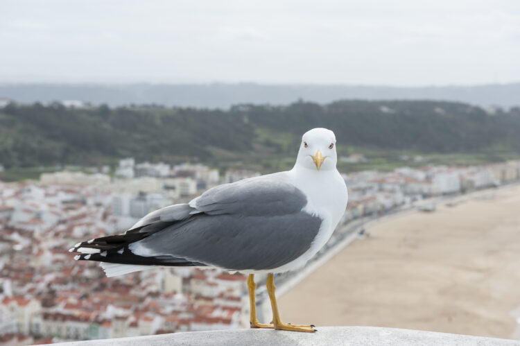 Bandos de gaivotas invadem Pederneira e causam estragos