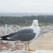 Bandos de gaivotas invadem Pederneira e causam estragos
