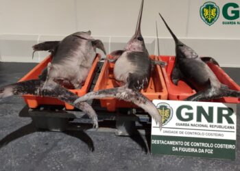 GNR apreende 87 quilos de espadarte na Nazaré