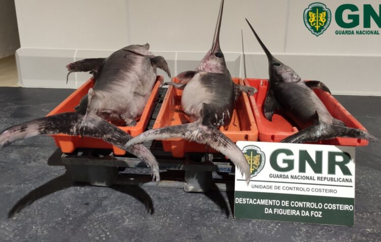 GNR apreende 87 quilos de espadarte na Nazaré