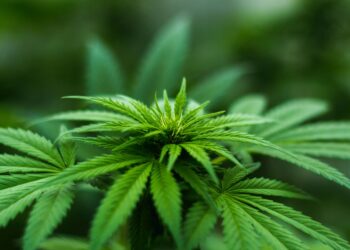 Três detidos com 20 doses de canábis e por posse ilegal de revolver