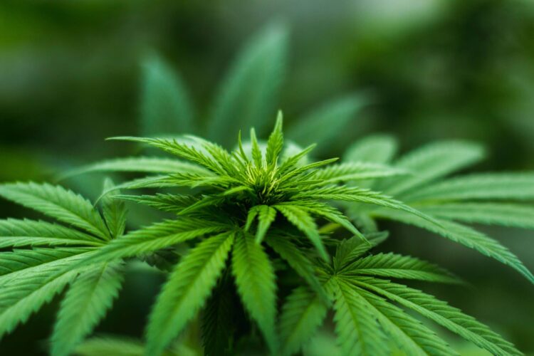 Três detidos com 20 doses de canábis e por posse ilegal de revolver