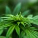 Três detidos com 20 doses de canábis e por posse ilegal de revolver