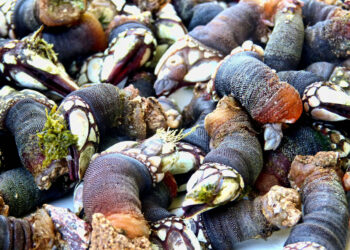 Comité vai gerir apanha de percebes das Berlengas