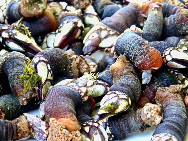 Comité vai gerir apanha de percebes das Berlengas