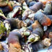 Comité vai gerir apanha de percebes das Berlengas
