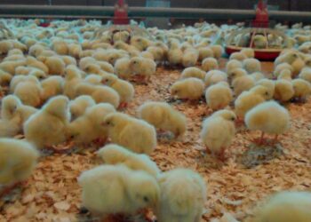 Detectado novo foco de gripe das aves em Óbidos
