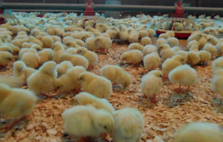 Detectado novo foco de gripe das aves em Óbidos