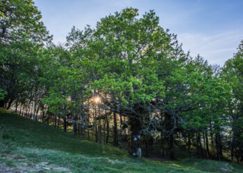Figueiró dos Vinhos vai ter nova área de gestão integrada da paisagem