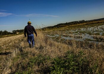 Preço pago, por quilo, aos produtores de arroz apenas daria para comprar meio café