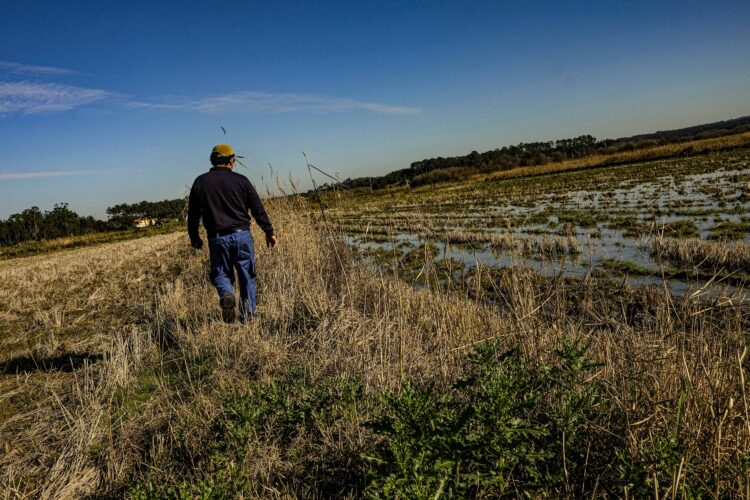 Preço pago, por quilo, aos produtores de arroz apenas daria para comprar meio café