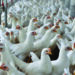 Leiria assegurou quase metade das exportações nacionais de aves vivas em 2021