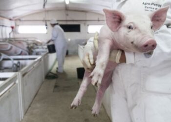 Seca leva suinicultores a alertar para aumento de custos com água