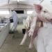 Seca leva suinicultores a alertar para aumento de custos com água