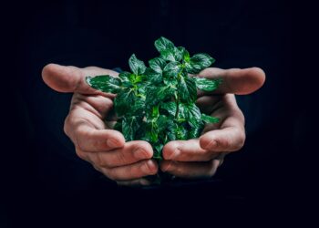 Escola da Diocese de Leiria promove disciplina sobre ambiente e ecologia