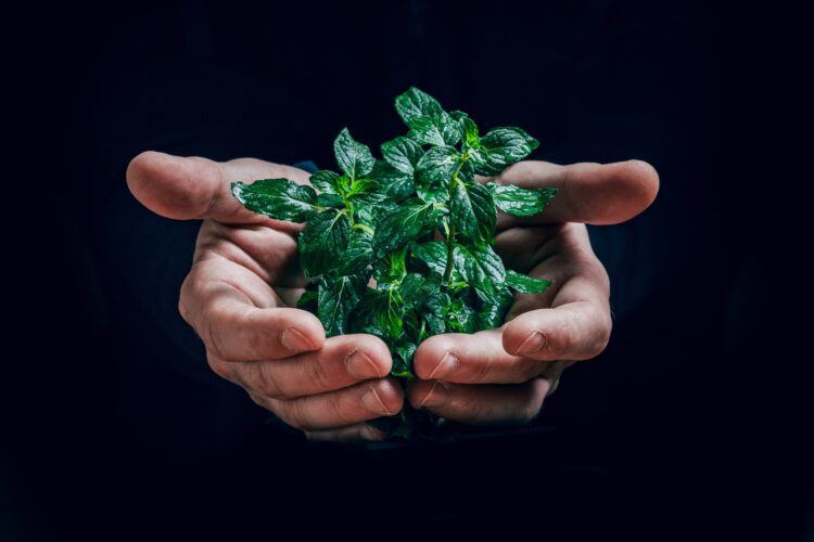 Escola da Diocese de Leiria promove disciplina sobre ambiente e ecologia