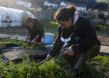Em Castanheira de Pera, a inclusão cultiva-se com ervas aromáticas