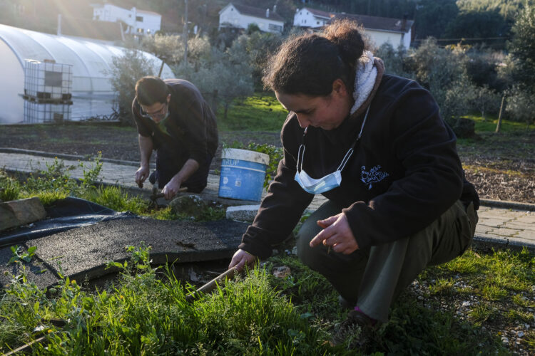 Em Castanheira de Pera, a inclusão cultiva-se com ervas aromáticas