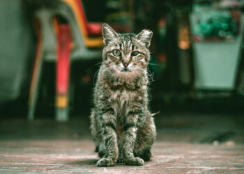 Câmara de Alcobaça prevê esterilização de 700 gatos de rua em 2022