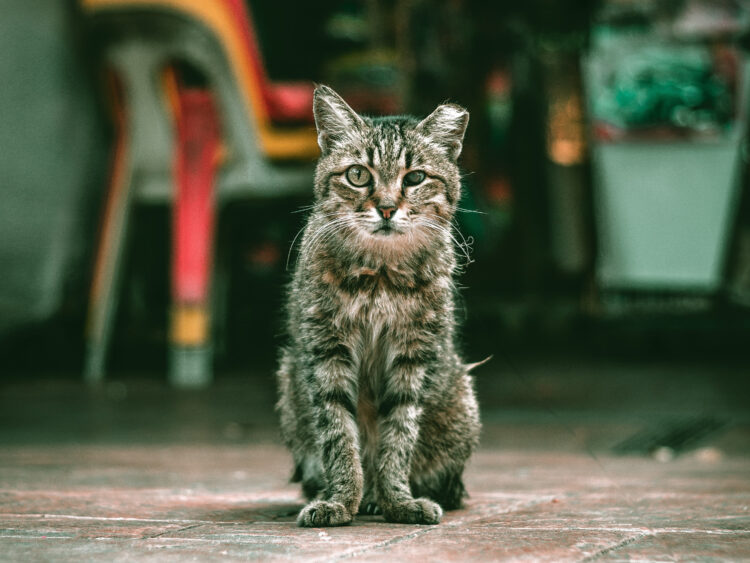 Câmara de Alcobaça prevê esterilização de 700 gatos de rua em 2022