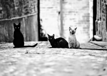 Serviço Veterinário de Pombal detectou vírus altamente contagioso responsável pela morte de gatos