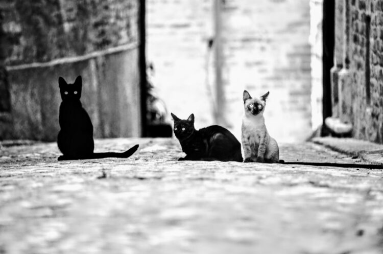 Serviço Veterinário de Pombal detectou vírus altamente contagioso responsável pela morte de gatos