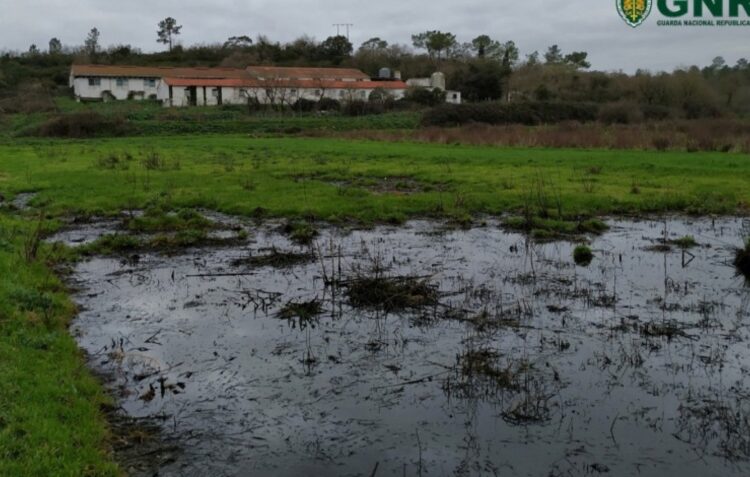 Denúncias à GNR de Leiria sobre descargas de efluentes pecuários quase triplicaram em 2021