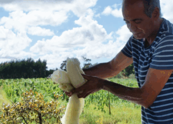 Luffas combatem a poluição e ganham terreno em Alcobaça