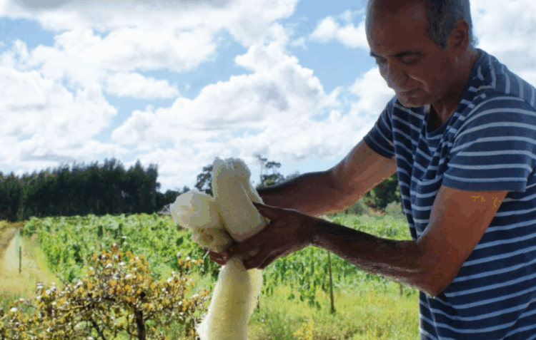 Luffas combatem a poluição e ganham terreno em Alcobaça