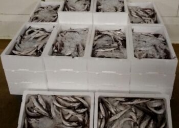 GNR volta a apreender pescada demasiado pequena na Nazaré
