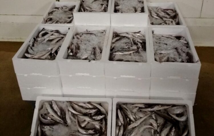 GNR volta a apreender pescada demasiado pequena na Nazaré
