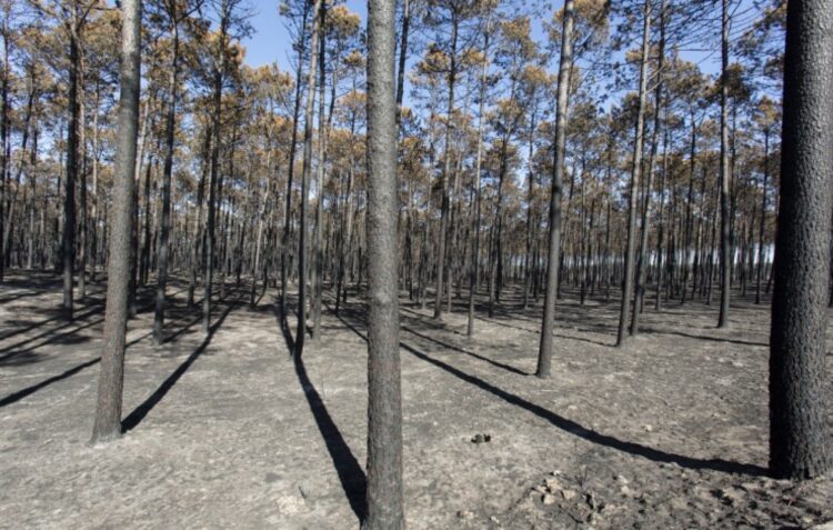 Plano de Gestão Florestal da Mata Nacional de Leiria chumbado por municípios da Comunidade Intermunicipal de Leiria