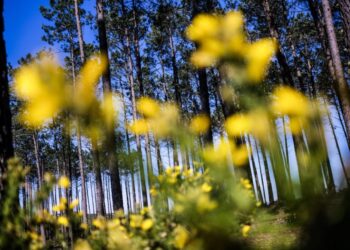 Especialistas criticam plano de gestão florestal do Pinhal de Leiria