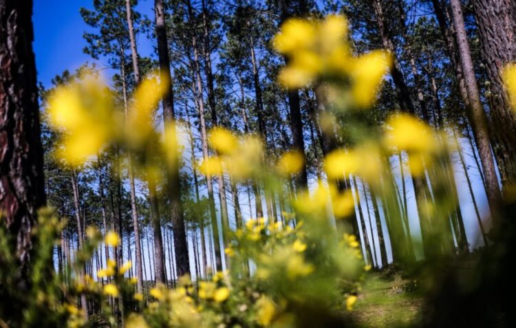 Especialistas criticam plano de gestão florestal do Pinhal de Leiria