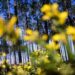 Especialistas criticam plano de gestão florestal do Pinhal de Leiria