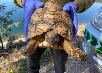 GNR de Leiria recuperou quase 280 animais selvagens em 2021