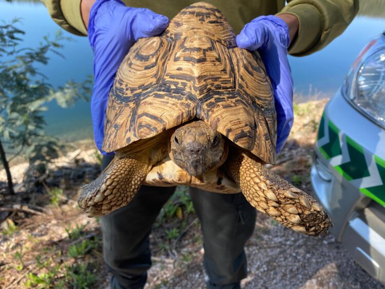 GNR de Leiria recuperou quase 280 animais selvagens em 2021