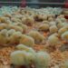 Depois de Leiria, Hong Kong também proíbe importação de frango de Santarém
